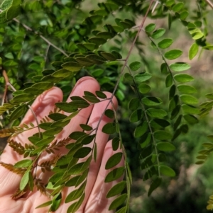 Gleditsia triacanthos at Gateway Island, VIC - 8 Jan 2023