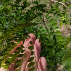 Gleditsia triacanthos at Gateway Island, VIC - 8 Jan 2023