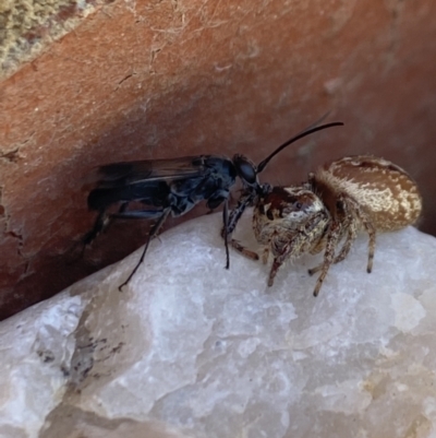 Pompilidae (family) (Unidentified Spider wasp) at Aranda, ACT - 8 Jan 2023 by Jubeyjubes