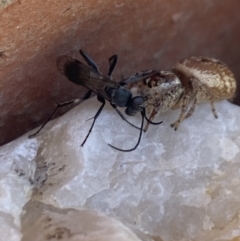 Pompilidae (family) at Aranda, ACT - 8 Jan 2023