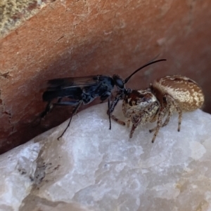 Opisthoncus nigrofemoratus at Aranda, ACT - 8 Jan 2023 01:50 PM