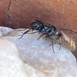 Opisthoncus nigrofemoratus at Aranda, ACT - 8 Jan 2023 01:50 PM