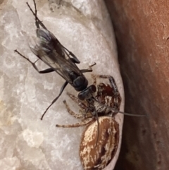 Opisthoncus nigrofemoratus at Aranda, ACT - 8 Jan 2023