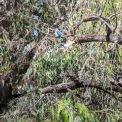 Todiramphus sanctus (Sacred Kingfisher) at Wodonga Regional Park - 7 Jan 2023 by Darcy
