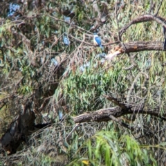 Todiramphus sanctus at Gateway Island, VIC - 8 Jan 2023 10:37 AM