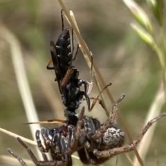 Pompilidae (family) at Aranda, ACT - 7 Jan 2023 12:25 PM