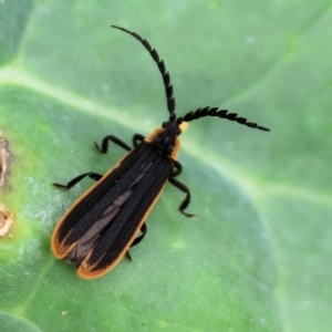 Lycidae sp. (family) at Pambula, NSW - 3 Jan 2023