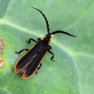 Lycidae (family) (Net-winged beetle) at Pambula, NSW - 3 Jan 2023 by KylieWaldon