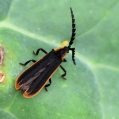 Lycidae sp. (family) at Pambula, NSW - 3 Jan 2023