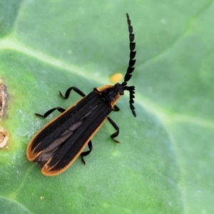 Lycidae sp. (family) at Pambula, NSW - 3 Jan 2023