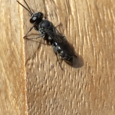 Crabronidae (family) (Sand wasp) at Aranda, ACT - 7 Jan 2023 by Jubeyjubes
