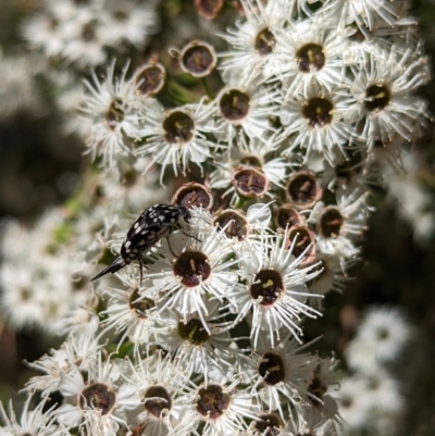 Mordellidae (family) (Unidentified pintail or tumbling flower beetle) at Gateway Island, VIC - 7 Jan 2023 by Darcy