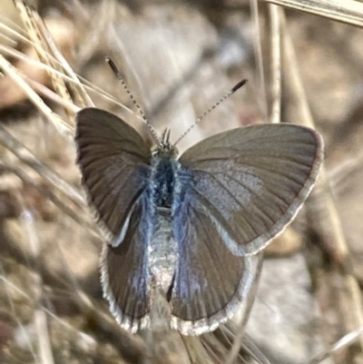 Zizina otis (Common Grass-Blue) at Aranda, ACT - 7 Jan 2023 by Jubeyjubes