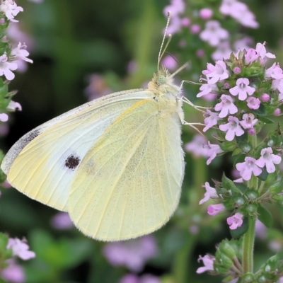 Pieris rapae (Cabbage White) at Pambula, NSW - 3 Jan 2023 by KylieWaldon