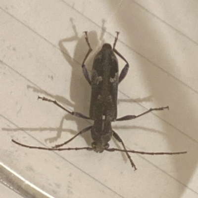 Phacodes personatus (Longhorn beetle) at Aranda, ACT - 2 Jan 2023 by Jubeyjubes