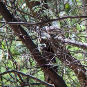 Philemon citreogularis at Gateway Island, VIC - 8 Jan 2023