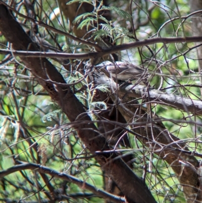 Philemon citreogularis (Little Friarbird) at Wodonga Regional Park - 8 Jan 2023 by Darcy