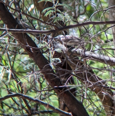 Philemon citreogularis (Little Friarbird) at Wodonga - 8 Jan 2023 by Darcy