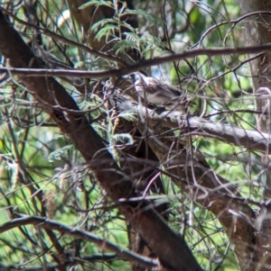 Philemon citreogularis at Gateway Island, VIC - 8 Jan 2023