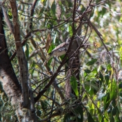 Philemon citreogularis at Gateway Island, VIC - 8 Jan 2023