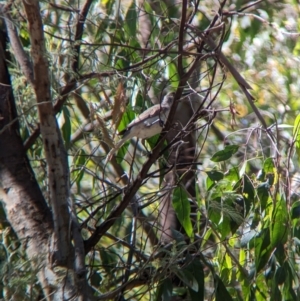 Philemon citreogularis at Gateway Island, VIC - 8 Jan 2023 11:02 AM