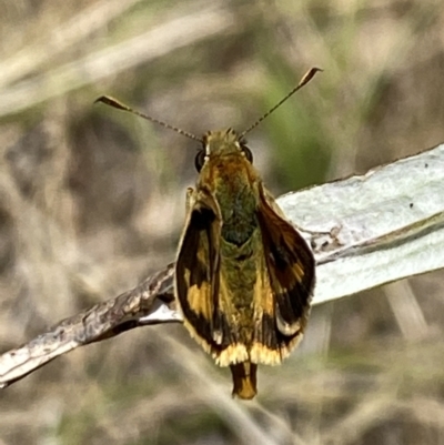 Ocybadistes walkeri (Green Grass-dart) at Aranda, ACT - 7 Jan 2023 by Jubeyjubes