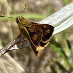 Ocybadistes walkeri at Aranda, ACT - 7 Jan 2023