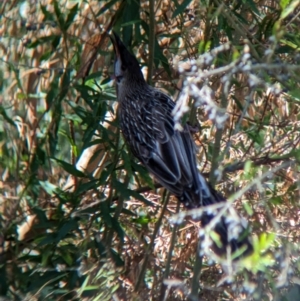 Anthochaera carunculata at South Albury, NSW - 8 Jan 2023