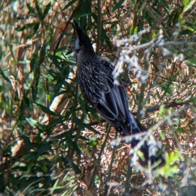 Anthochaera carunculata (Red Wattlebird) at Wodonga Regional Park - 8 Jan 2023 by Darcy