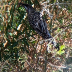 Anthochaera carunculata at South Albury, NSW - 8 Jan 2023