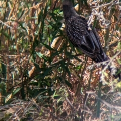 Anthochaera carunculata at South Albury, NSW - 8 Jan 2023