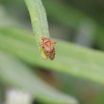 Miridae (family) (Unidentified plant bug) at Pambula, NSW - 3 Jan 2023 by KylieWaldon