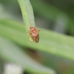 Miridae (family) (Unidentified plant bug) at Pambula, NSW - 2 Jan 2023 by KylieWaldon