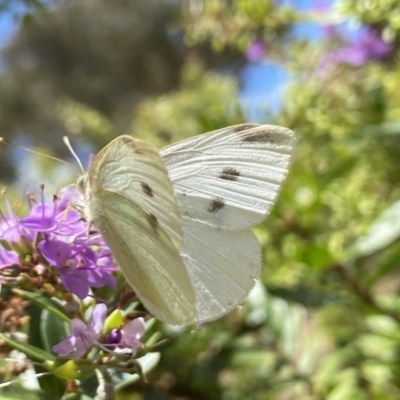 Pieris rapae (Cabbage White) at Aranda, ACT - 7 Jan 2023 by Jubeyjubes