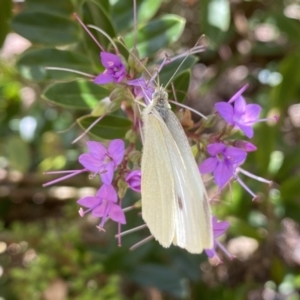 Pieris rapae at Aranda, ACT - 7 Jan 2023