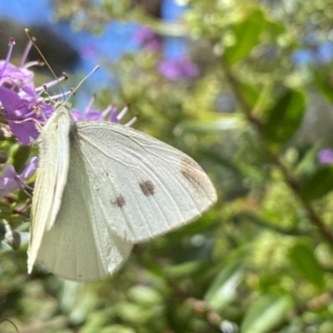 Pieris rapae at Aranda, ACT - 7 Jan 2023