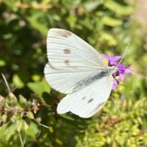 Pieris rapae at Aranda, ACT - 7 Jan 2023 12:58 PM