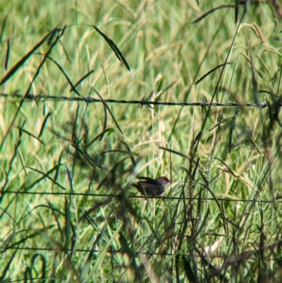 Neochmia temporalis (Red-browed Finch) at Wodonga - 8 Jan 2023 by Darcy