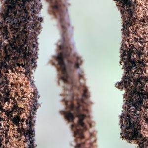 Xanthorrhoea sp. at Pambula Beach, NSW - suppressed
