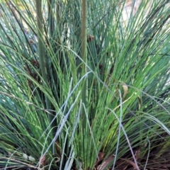 Xanthorrhoea resinosa at Pambula Beach, NSW - suppressed