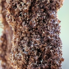 Xanthorrhoea sp. at Pambula Beach, NSW - suppressed