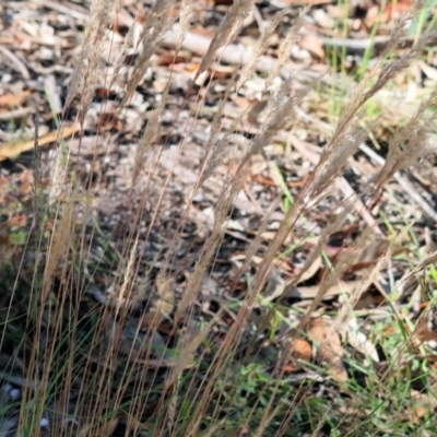 Rytidosperma sp. (Wallaby Grass) at Pambula Beach, NSW - 27 Dec 2022 by KylieWaldon