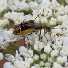 Chauliognathus sydneyanus (Sydney soldier beetle) at Pambula, NSW - 3 Jan 2023 by KylieWaldon