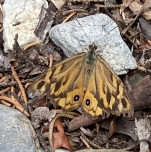 Heteronympha merope at Aranda, ACT - 7 Jan 2023 12:19 PM