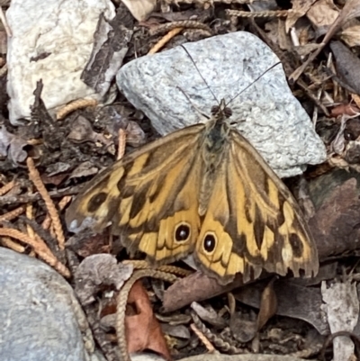 Heteronympha merope (Common Brown Butterfly) at Aranda, ACT - 7 Jan 2023 by Jubeyjubes