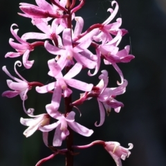 Dipodium roseum (Rosy Hyacinth Orchid) at Pambula Beach, NSW - 27 Dec 2022 by KylieWaldon