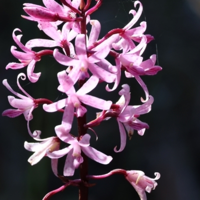 Dipodium roseum (Rosy Hyacinth Orchid) at Pambula Beach, NSW - 27 Dec 2022 by KylieWaldon