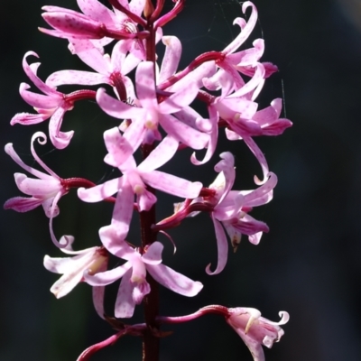 Dipodium roseum (Rosy Hyacinth Orchid) at Ben Boyd National Park - 27 Dec 2022 by KylieWaldon