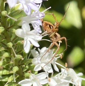 Oxyopes sp. (genus) at Aranda, ACT - 7 Jan 2023