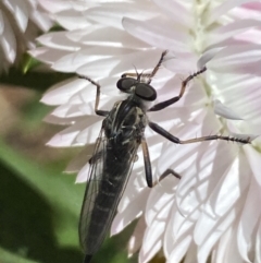 Cerdistus sp. (genus) (Slender Robber Fly) at Aranda, ACT - 7 Jan 2023 by Jubeyjubes